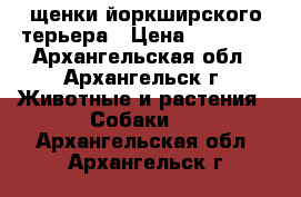 щенки йоркширского терьера › Цена ­ 15 000 - Архангельская обл., Архангельск г. Животные и растения » Собаки   . Архангельская обл.,Архангельск г.